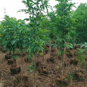 海南红豆1-8分，基地直销，一手货源，无中间商赚差价
