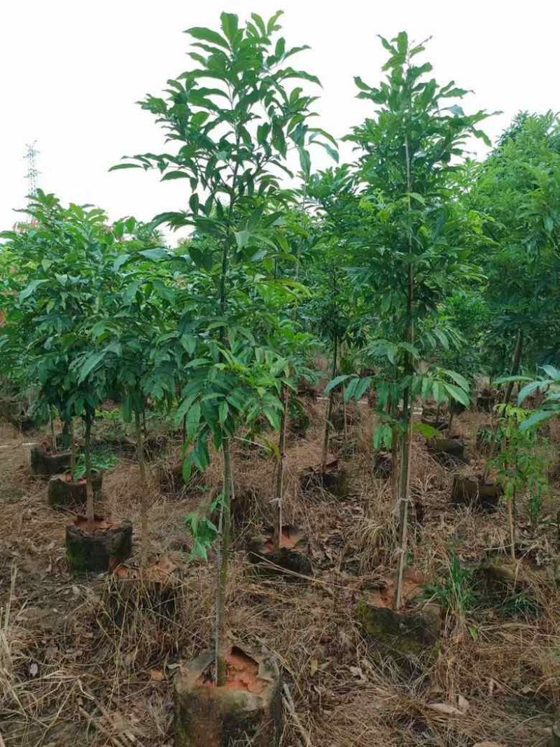 海南红豆1-8分，基地直销，一手货源，无中间商赚差价
