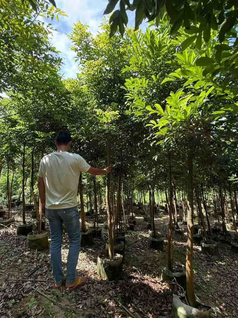 海南红豆1-8分，基地直销，一手货源，无中间商赚差价