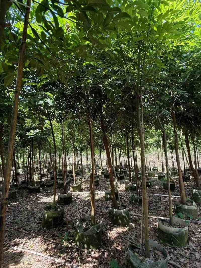 海南红豆1-8分，基地直销，一手货源，无中间商赚差价