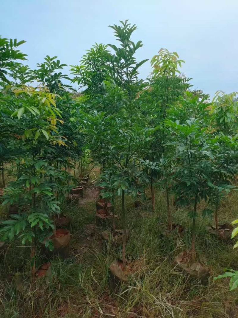 海南红豆1-8分，基地直销，一手货源，无中间商赚差价