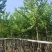 乌桕5-15分，一手货源，基地直销，欢迎来电咨询选购