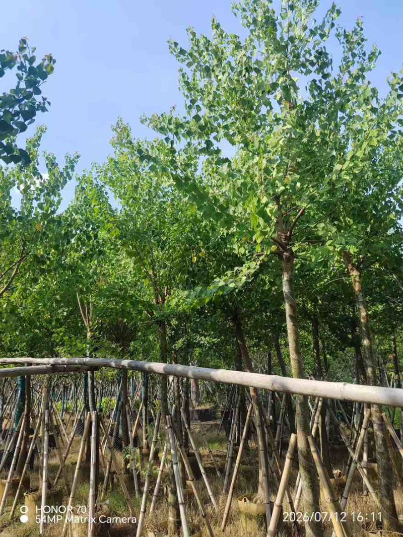 乌桕5-15分，一手货源，基地直销，欢迎来电咨询选购