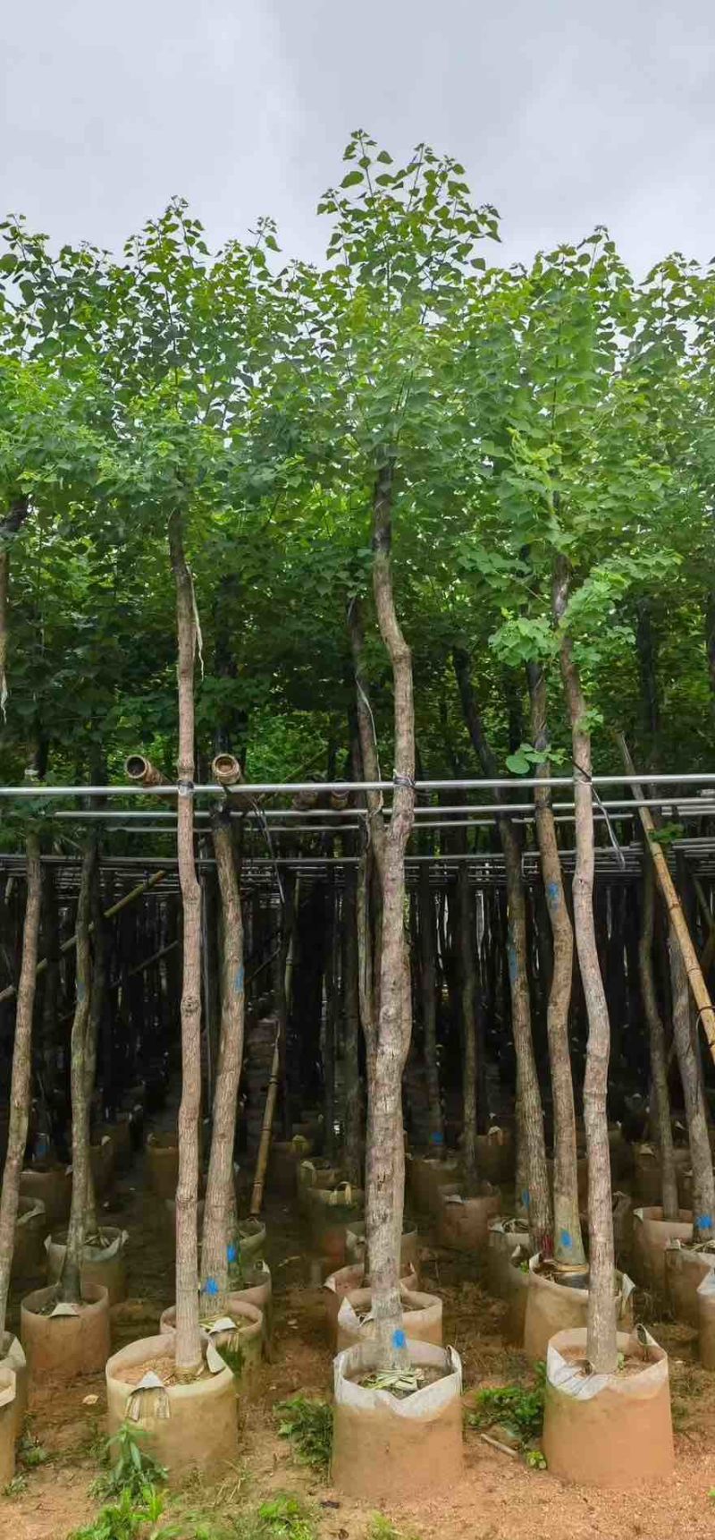 乌桕5-15分，一手货源，基地直销，欢迎来电咨询选购