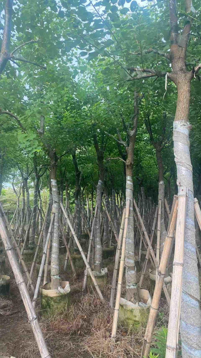 乌桕5-15分，一手货源，基地直销，欢迎来电咨询选购