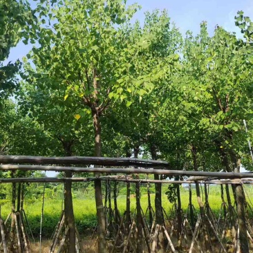 乌桕5-15分，一手货源，基地直销，欢迎来电咨询选购