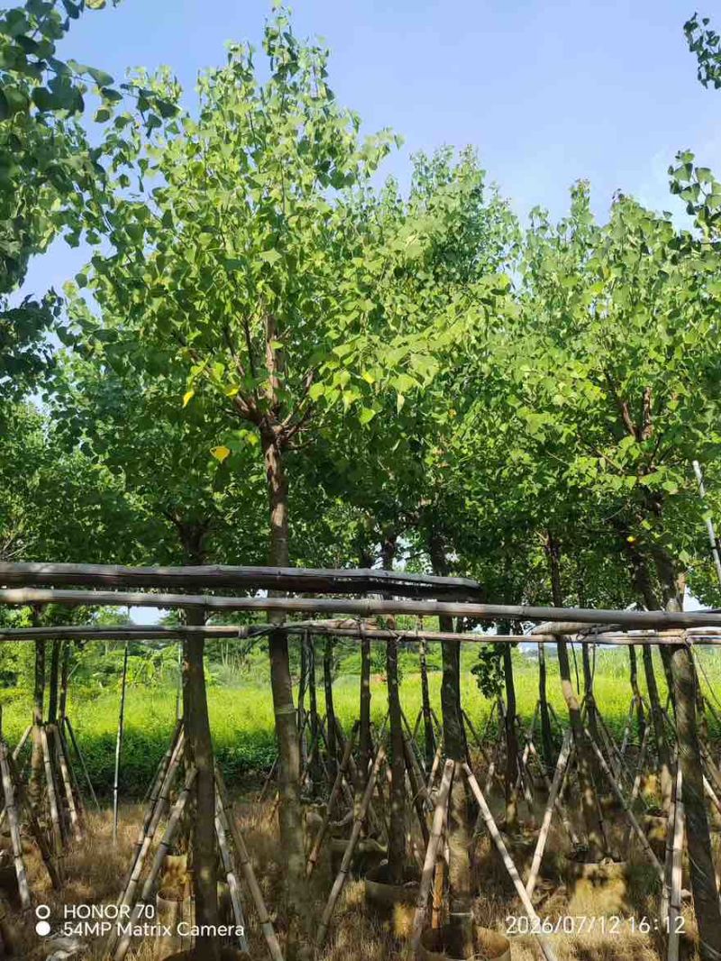 乌桕5-15分，一手货源，基地直销，欢迎来电咨询选购