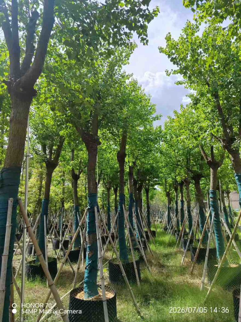 乌桕5-15分，一手货源，基地直销，欢迎来电咨询选购