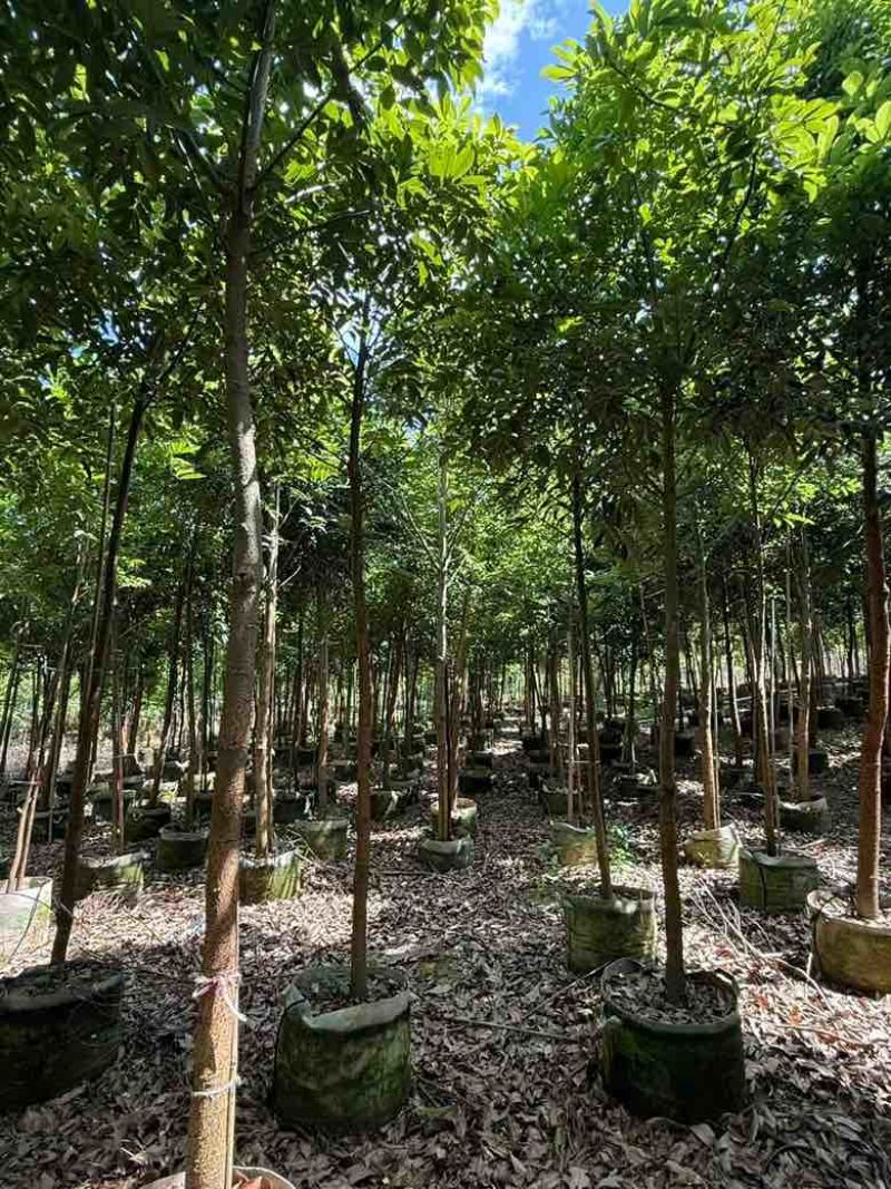 海南红豆1-5分，规格齐全，基地直销，一手货源，欢迎来电选购