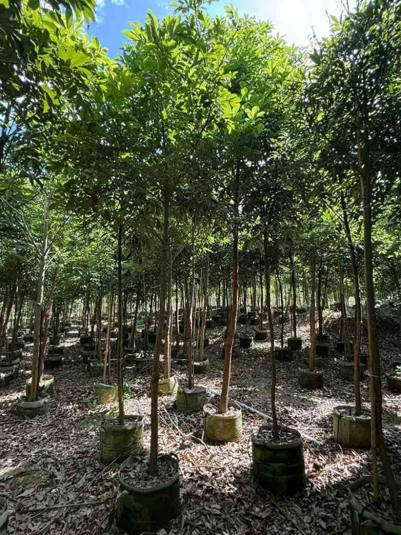 海南红豆1-5分，规格齐全，基地直销，一手货源，欢迎来电选购