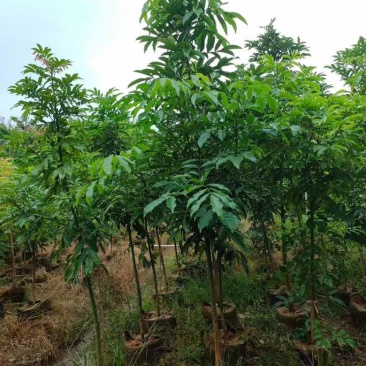海南红豆1-5分，规格齐全，基地直销，一手货源，欢迎来电选购