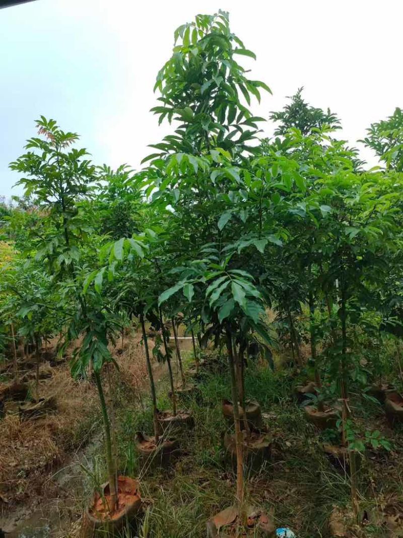 海南红豆1-5分，规格齐全，基地直销，一手货源，欢迎来电选购
