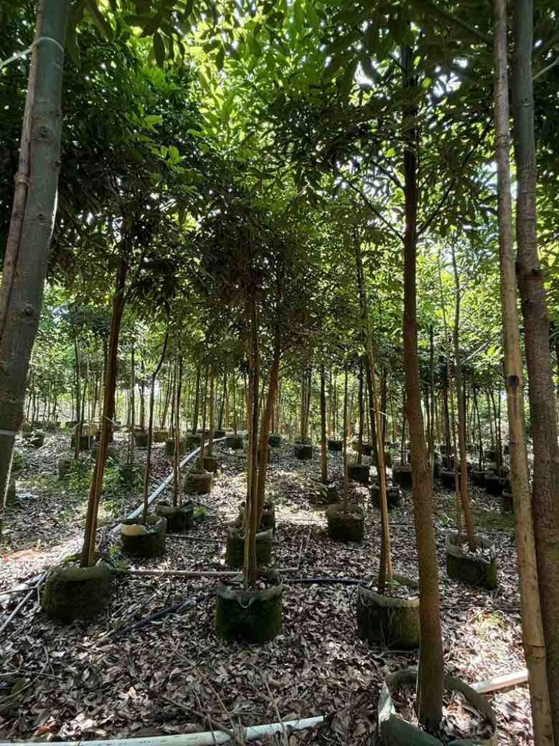 海南红豆1-5分，规格齐全，基地直销，一手货源，欢迎来电选购