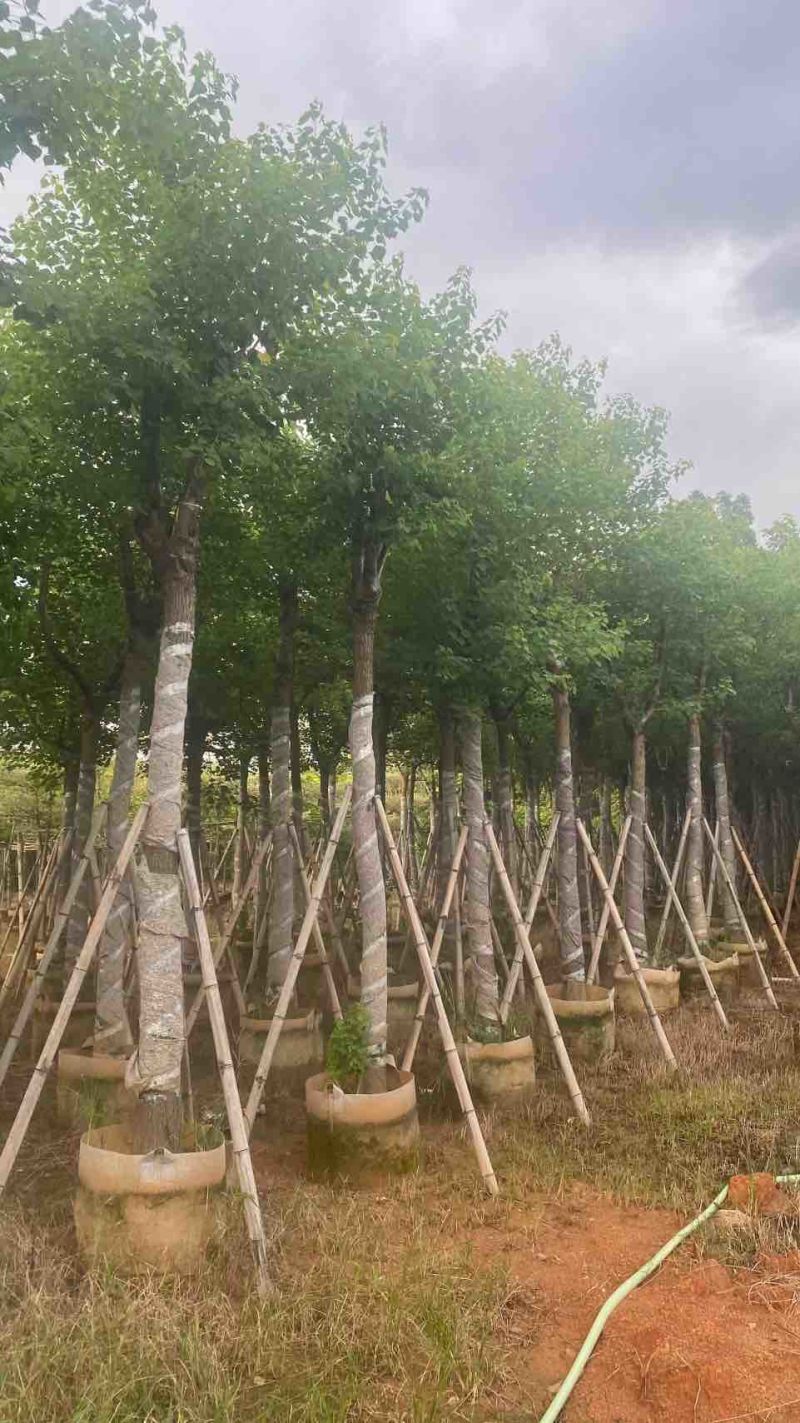 乌桕5-15分，基地直销，规格齐全，一手货源，无中间商赚差价