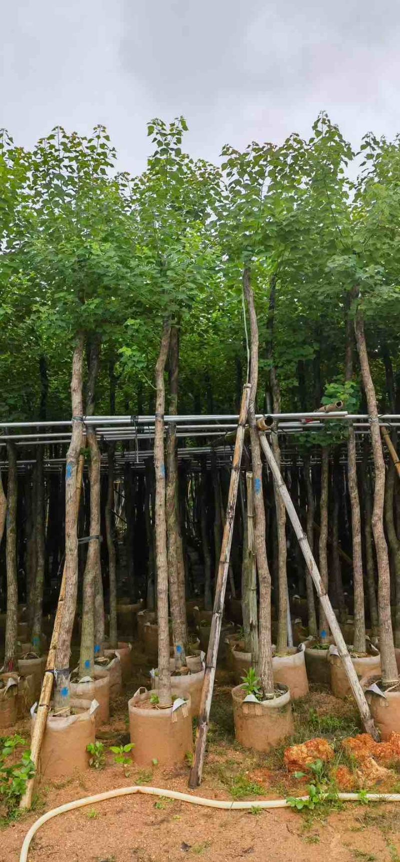 乌桕5-15分，基地直销，规格齐全，一手货源，无中间商赚差价