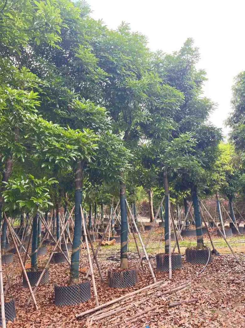 海南红豆3-20分，规格齐全，基地直销，一手货源，大量现货