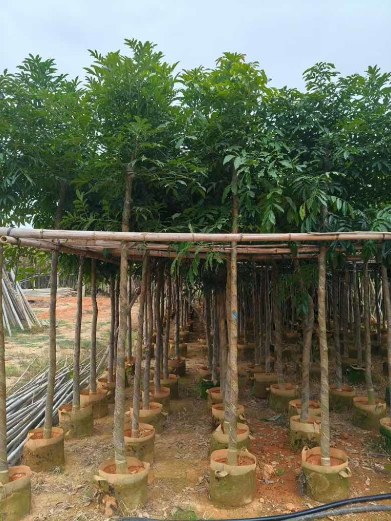 海南红豆3-20分，规格齐全，基地直销，一手货源，大量现货