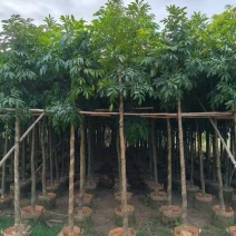 海南红豆3-20分，规格齐全，基地直销，一手货源，大量现货