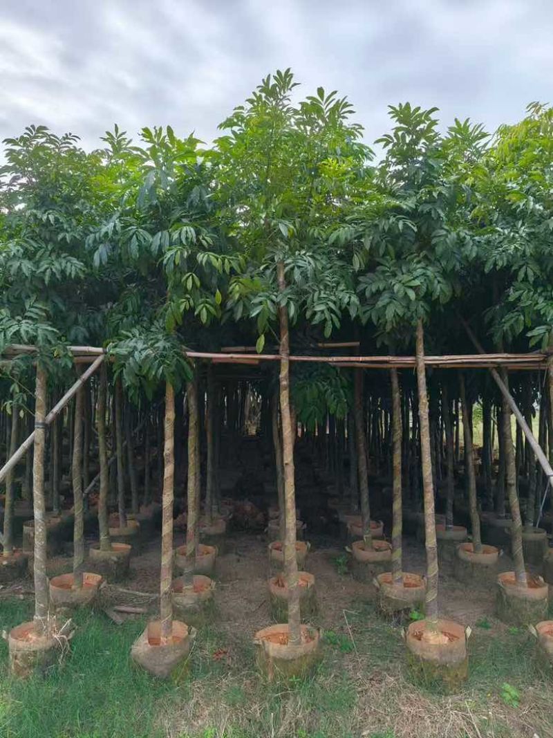 海南红豆3-20分，规格齐全，基地直销，一手货源，大量现货