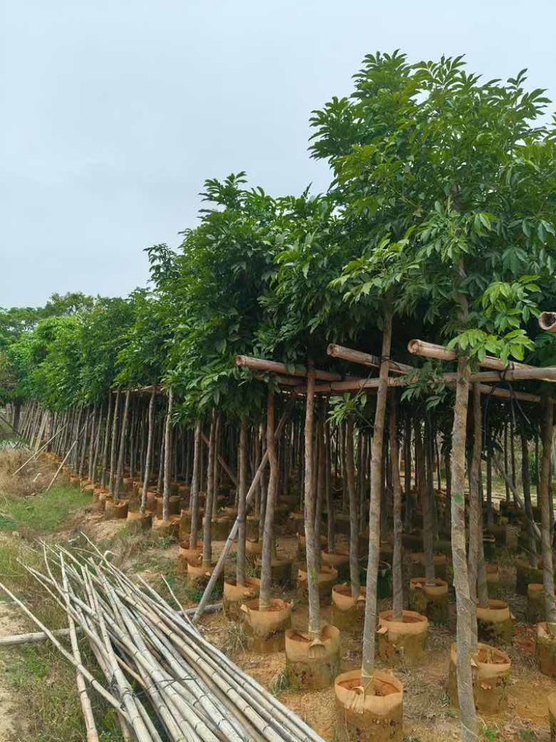 海南红豆3-20分，规格齐全，基地直销，一手货源，大量现货