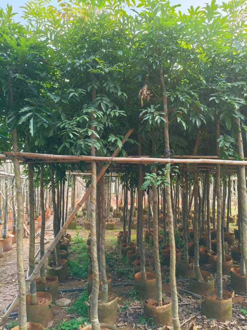 海南红豆3-20分，规格齐全，基地直销，一手货源，大量现货