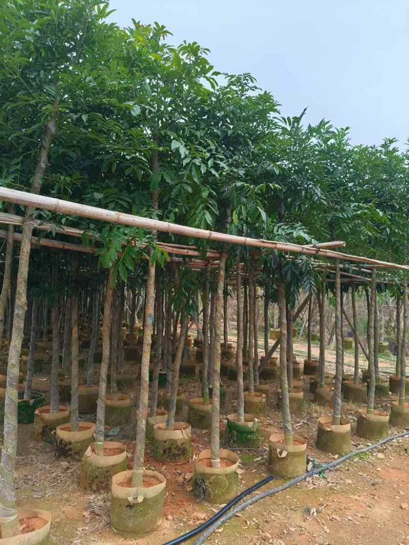 海南红豆3-18分，基地直销，一手货源，无中间商赚差价