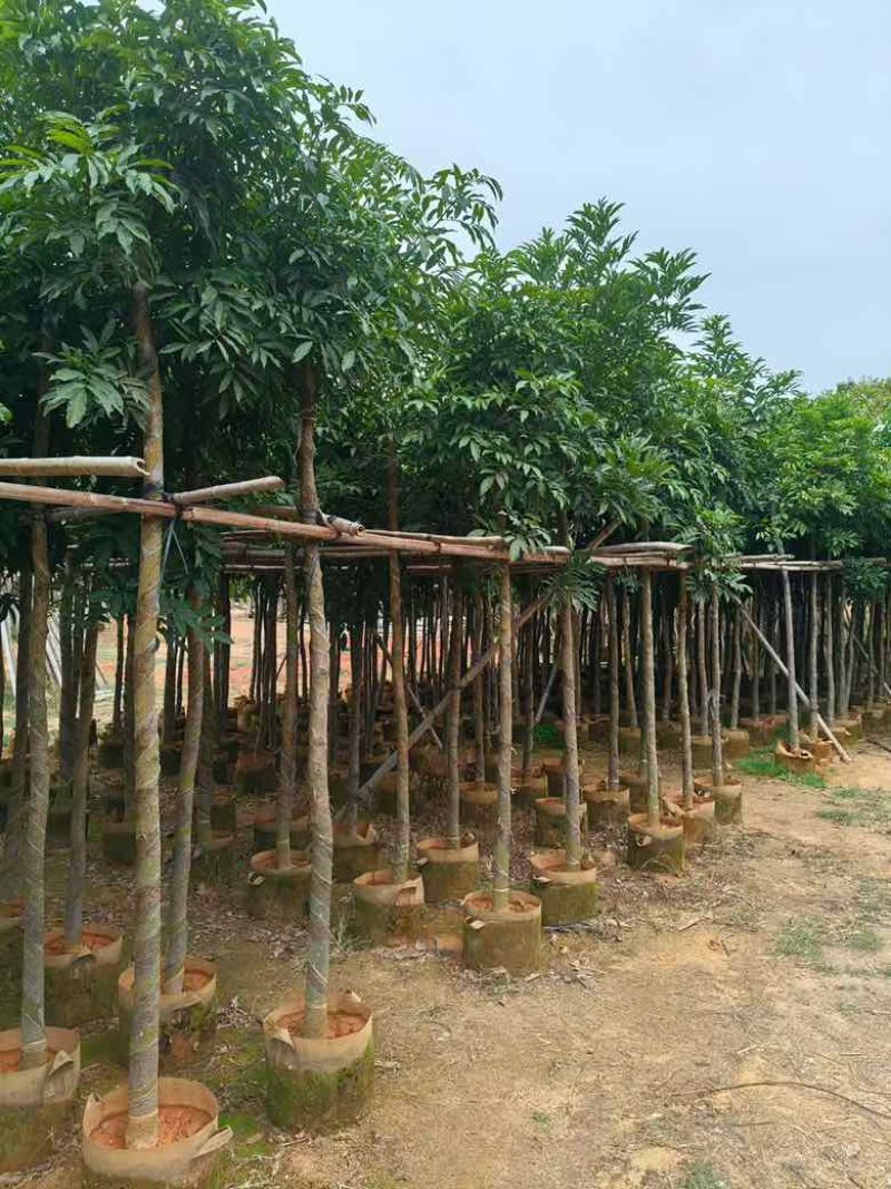 海南红豆3-18分，基地直销，一手货源，无中间商赚差价