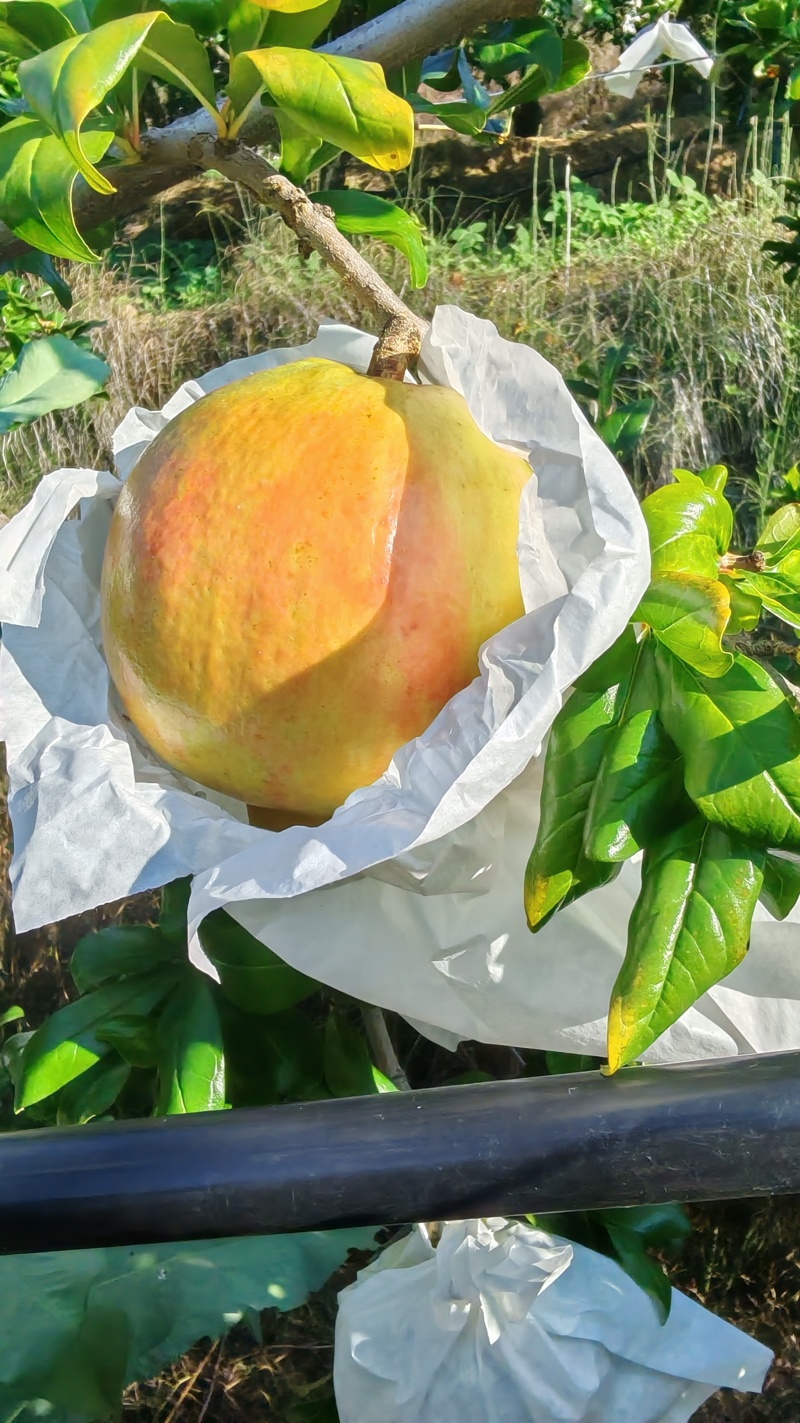 突尼斯软籽石榴