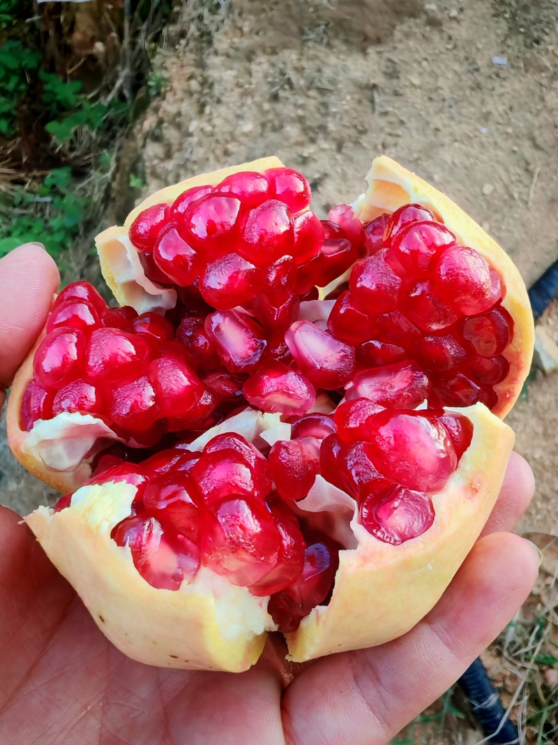 突尼斯软籽石榴