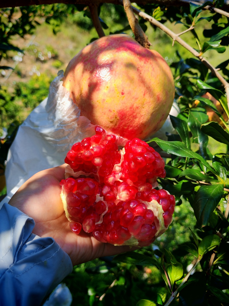 突尼斯软籽石榴