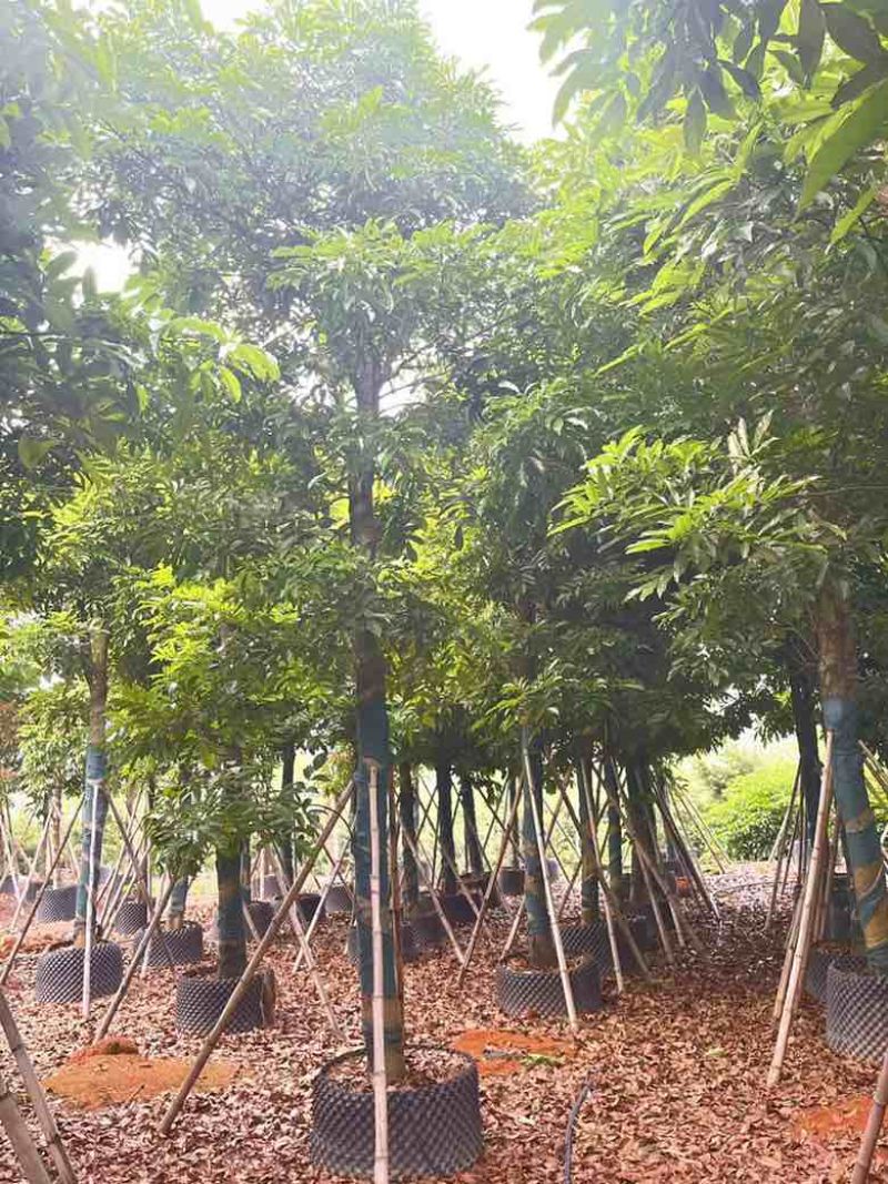 海南红豆5-20分，基地直销，一手货源，无中间商赚差价