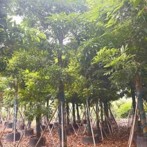 海南红豆5-20分，规格齐全，基地直销，一手货源，大量现货
