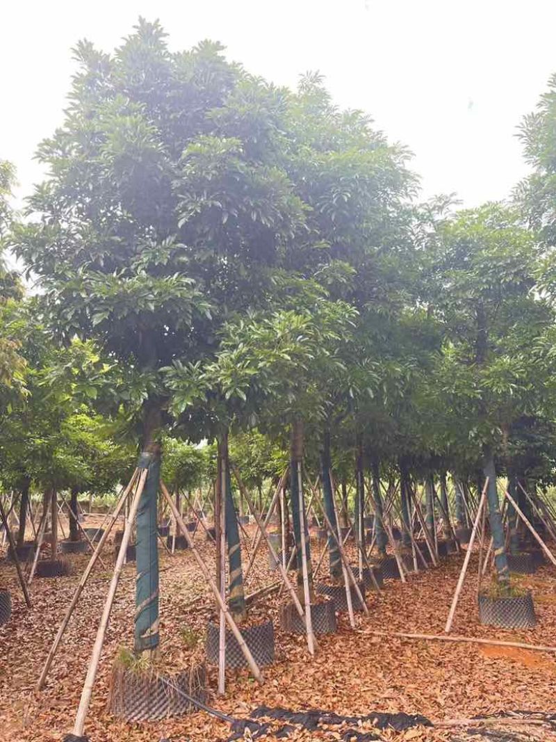 海南红豆5-20分，规格齐全，基地直销，一手货源，大量现货