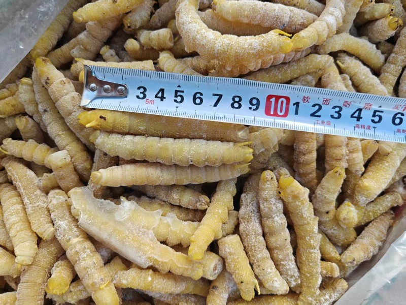 金丝蚕蛹