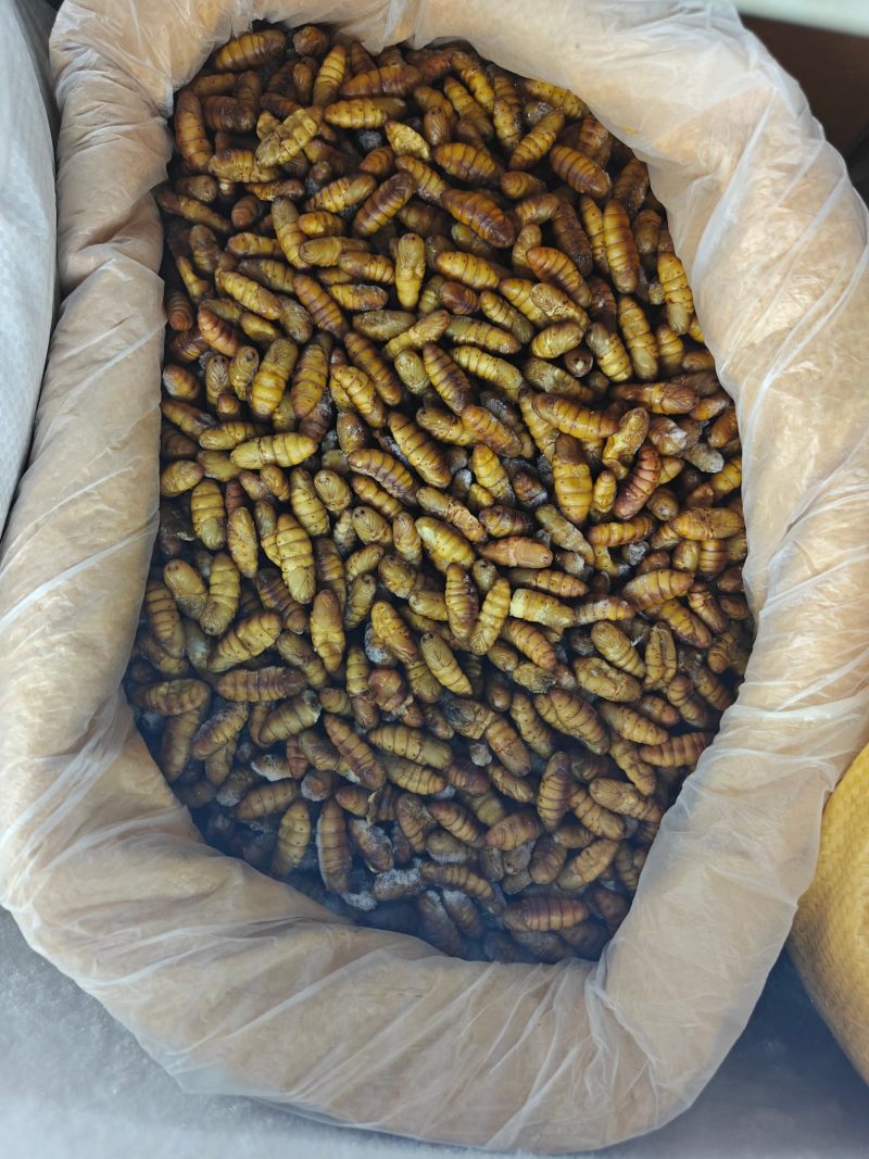 金丝蚕蛹
