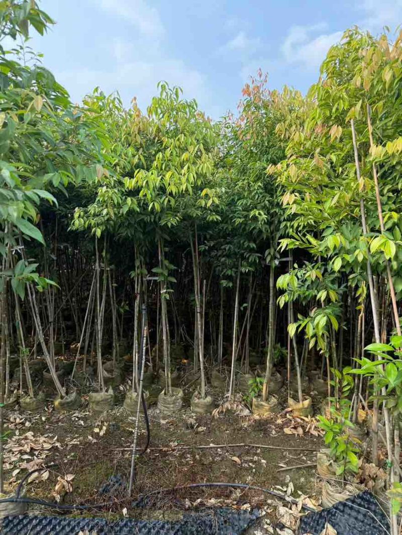 阴香原生苗1-4分，基地直销，一手货源，无中间商赚差价