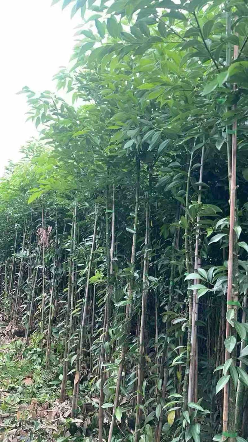 阴香原生苗1-4分，基地直销，一手货源，无中间商赚差价