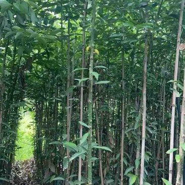 阴香原生苗1-4分，基地直销，一手货源，无中间商赚差价