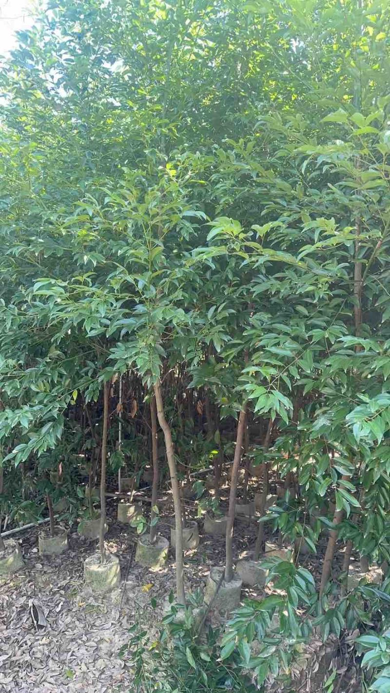 阴香原生苗1-4分，基地直销，一手货源，无中间商赚差价