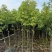 阴香原生苗1-4分，基地直销，一手货源，无中间商赚差价