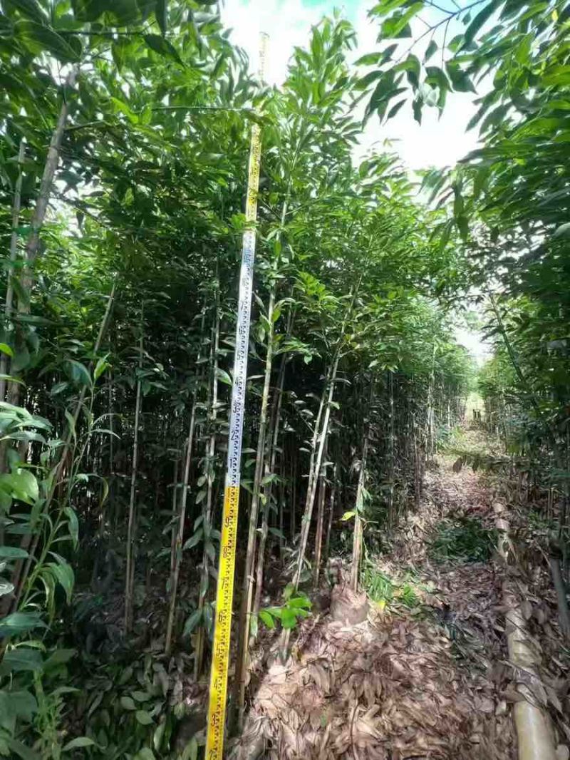 阴香原生苗1-4分，基地直销，一手货源，无中间商赚差价