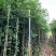 阴香原生苗1-4分，基地直销，一手货源，无中间商赚差价