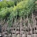 阴香原生苗1-4分，基地直销，一手货源，无中间商赚差价