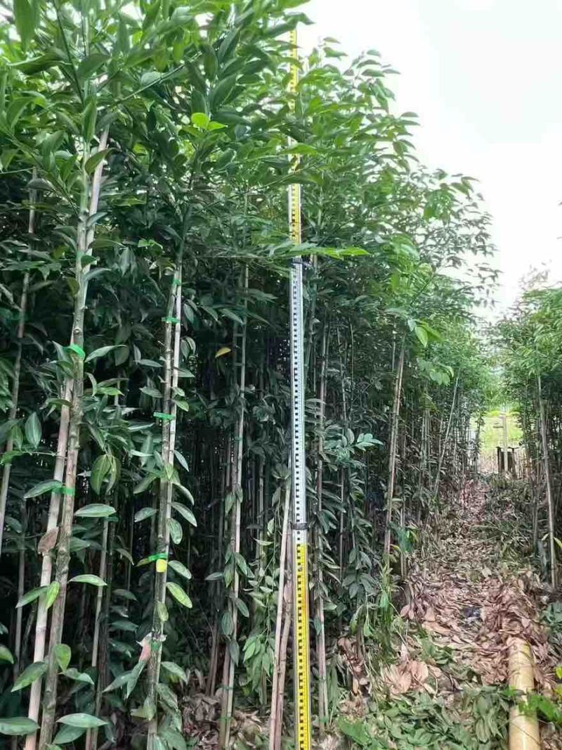 阴香原生苗1-3分，一手货源，基地直销，欢迎来电选购