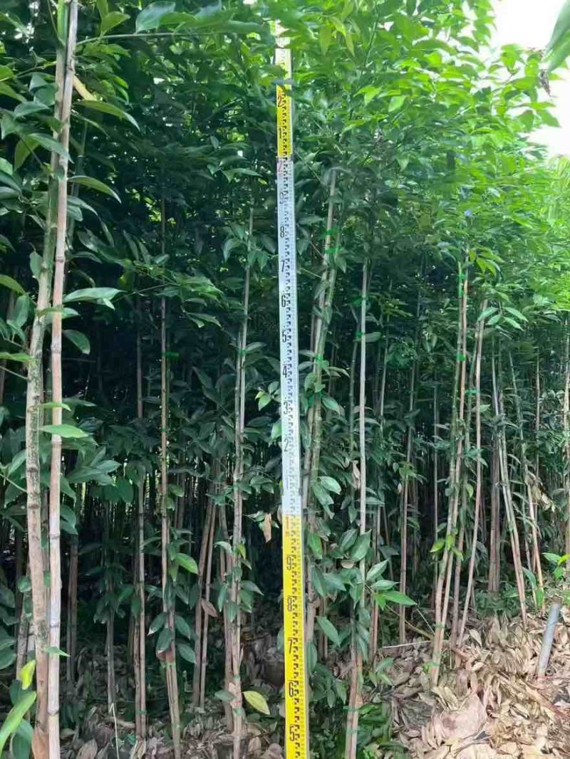 阴香原生苗1-3分，一手货源，基地直销，欢迎来电选购