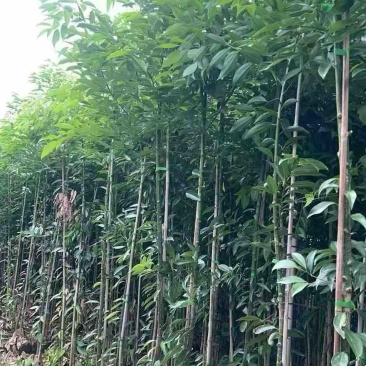 阴香原生苗1-3分，一手货源，基地直销，欢迎来电选购