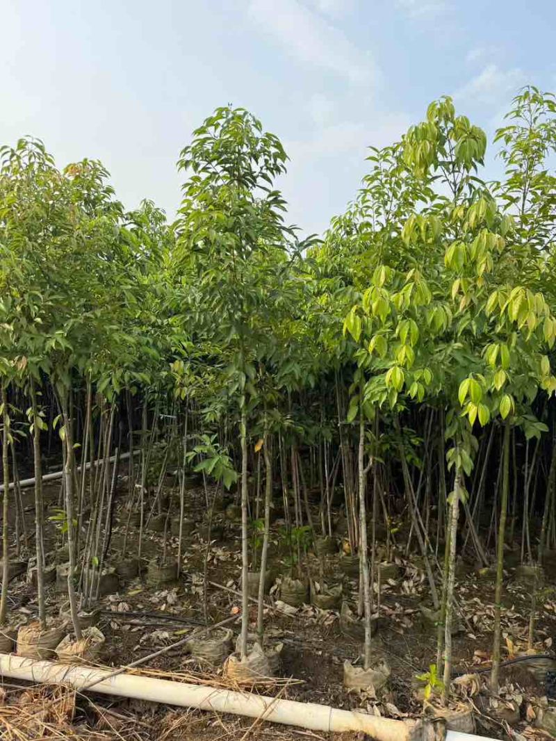 阴香原生苗1-3分，一手货源，基地直销，欢迎来电选购