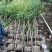 阴香原生苗1-3分，一手货源，基地直销，欢迎来电选购