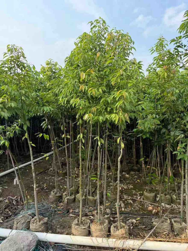 阴香原生苗1-5分，基地直销，一手货源，大量低价出售