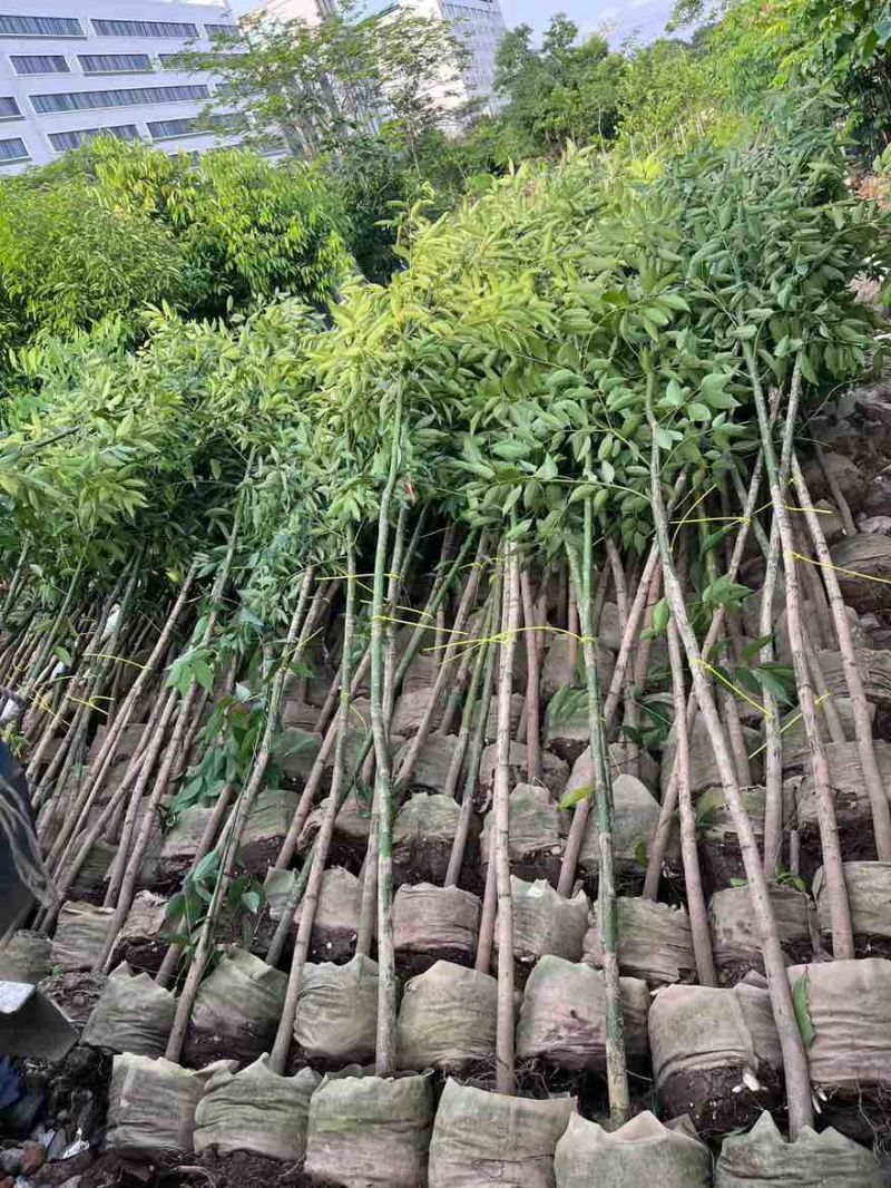 阴香原生苗1-5分，基地直销，一手货源，大量低价出售